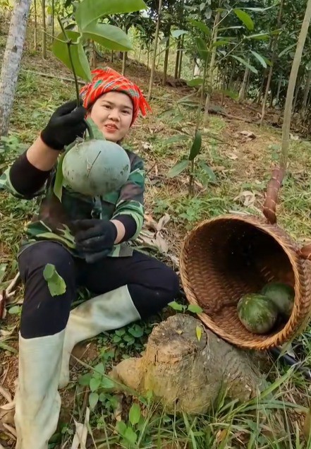Quả &#39;lạ&#39; ở miền Bắc nhìn giống bưởi, dân hái về dùng thay mỡ lợn, dầu ăn - 1