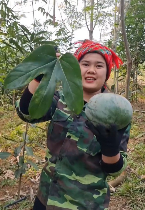 Đài hái là cây thân leo, quả to tròn, cỡ như quả bưởi. Ảnh: Mai Tây Bắc
