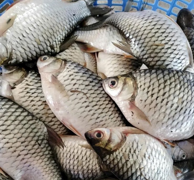 Từng có thời điểm, cá mè vinh ở Việt Nam đứng trước nguy cơ biến mất do bị đánh bắt quá mức.&nbsp;
