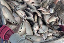 Loại cá từng bị chê nay phơi khô thành đặc sản giá 300.000 đồng/kg, còn xuất khẩu ra nước ngoài