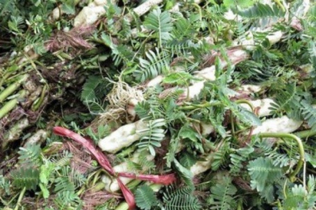 5 bài thuốc chữa bệnh từ rau rút
