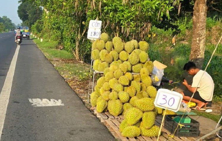 Điểm đáng suy ngẫm đó là cùng một hàng, sầu riêng quả có giá&nbsp;30 nghìn đồng/kg nhưng cơm sầu lại có giá 180 nghìn đồng/kg. (Ảnh: Báo Tiền Phong)