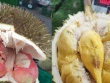 Loại sầu riêng mới giá lên tới gần 800.000 đồng/kg gây sốt
