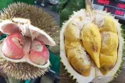 Loại sầu riêng mới giá lên tới gần 800.000 đồng/kg gây sốt