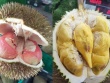 Loại sầu riêng mới giá lên tới gần 800.000 đồng/kg gây sốt