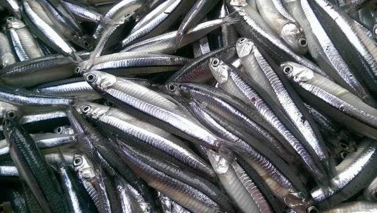 Loại cá "giàu canxi gấp hàng chục lần cá hồi", ở chợ Việt giá rẻ bèo - 1