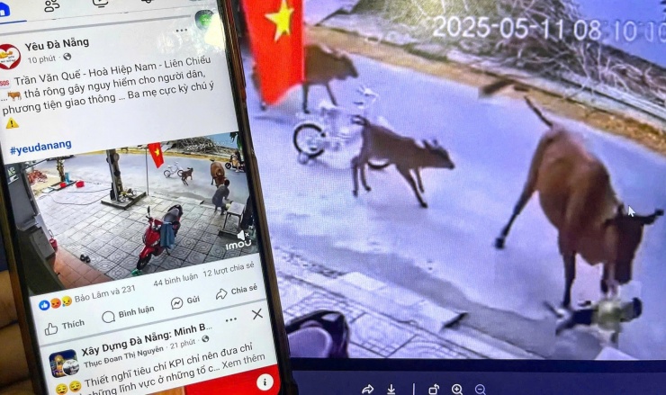 Mạng xã hội lan truyền đoạn video ghi lại cảnh một cháu bé bị bò thả rông húc ngã. Ảnh: H.G