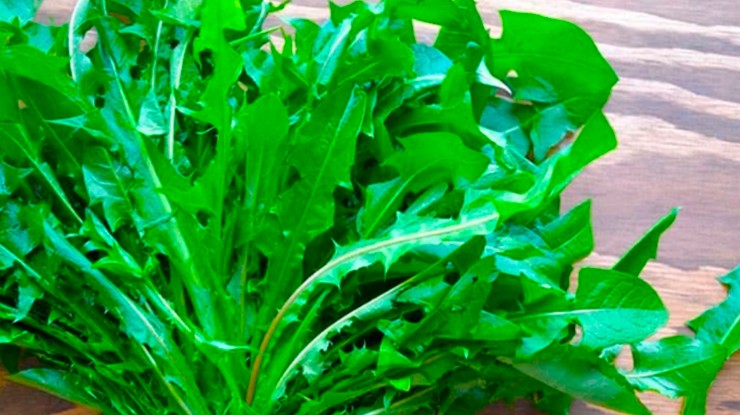 Bồ công anh là loài thực vật mọc hoang rất nhiều ở các vùng nông thôn nước ta.
