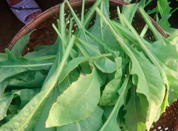 Từ xưa, người dân ở quê đã sử dụng lá và hoa của bồ công anh để làm thành các món ăn dân dã, vừa ngon vừa có nhiều tác dụng đối với sức khỏe.&nbsp;
