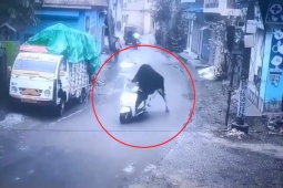 Clip: Giật mình cảnh bò  " phóng "  xe máy băng băng trên đường