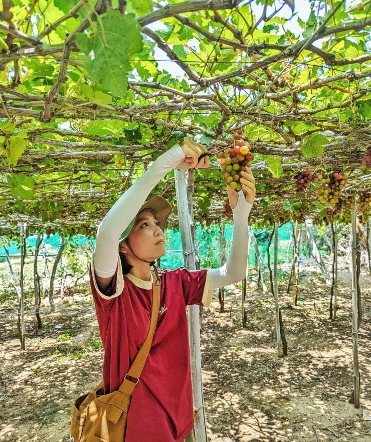 Bích Thủy thích thú với trải nghiệm hái nho trong vườn.