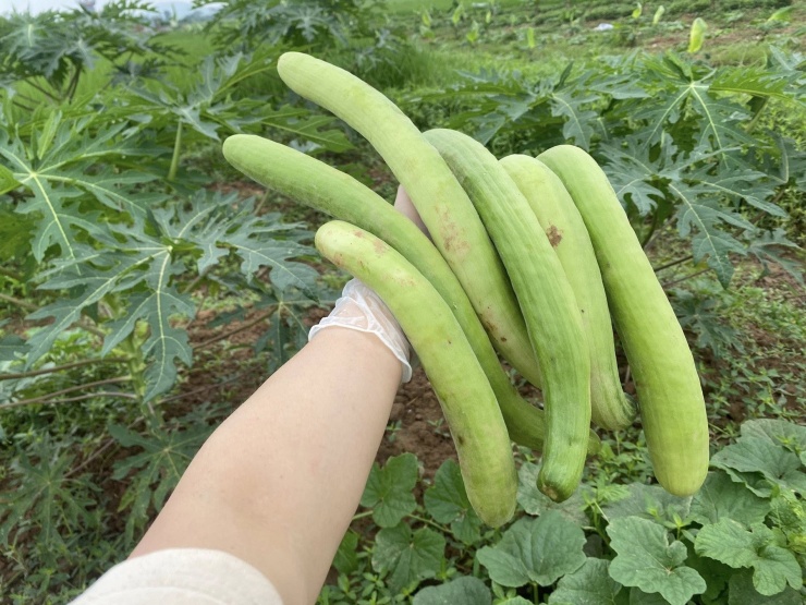 Dưa gang chọn quả bánh tẻ, kích thước đầu và đuôi đồng đều thì đem muối mới ngon. Ảnh: Thu Hằng