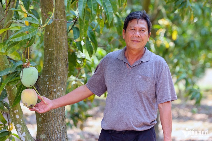 Ông Đinh Văn Minh ở huyện Cam Lâm bên vườn xoài đến kỳ thu hoạch nhưng không bán được. Ảnh: Xuân Ngọc