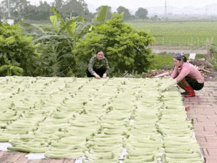 Đặc sản Bắc Ninh trắng, giòn sần sật, chế biến được nhiều món ngon
