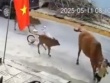 Bò thả rông húc văng cháu bé, chính quyền sở tại nói gì?