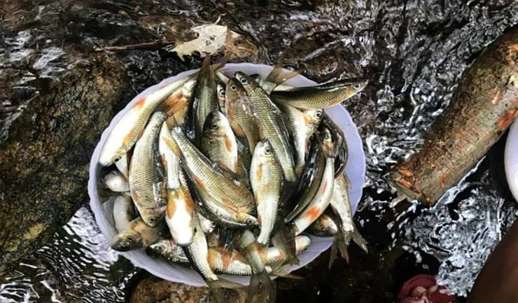Dòng sông Giăng chảy qua các huyện Con Cuông, Anh Sơn, Thanh Chương (Nghệ An) có một loài cá vô cùng quý hiếm, được ví như &#34;lộc trời&#34;, đó là con cá mát.&nbsp;
