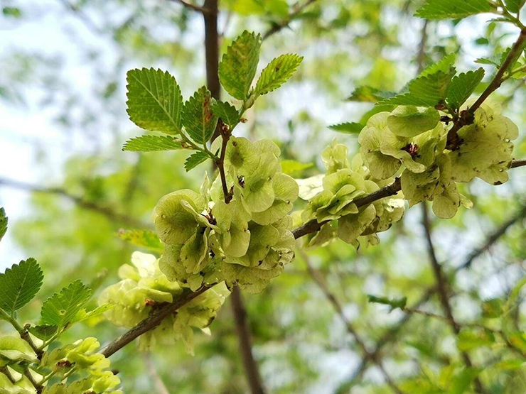 Rau du tiền thực chất là phần quả non của cây du (Ulmus pumila). Ở&nbsp;một số nơi thuộc vùng núi phía Bắc như Cao Bằng, Lạng Sơn, Lào Cai,&nbsp; người ta vẫn có thể thấy những cây du mọc hoang.
