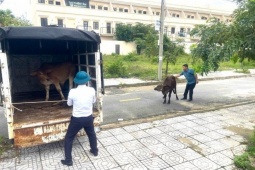 Bò thả rông húc văng cháu bé, chính quyền sở tại nói gì?