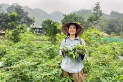 Loại cây trước lấy củ ăn chống đói, giờ hái lá làm món này bán được cả triệu đồng