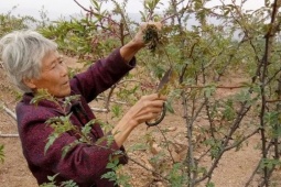 Cây xưa chỉ trồng lấy quả, nay ngắt lá đem bán cũng ra tiền