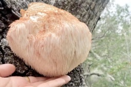 Vài triệu 1kg  thực phẩm của hoàng đế , ở Việt Nam cũng nuôi trồng được