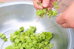 Loại rau lạ ở Việt Nam hiếm ai biết nhưng là đặc sản ở Trung Quốc, giá đắt vẫn được săn lùng