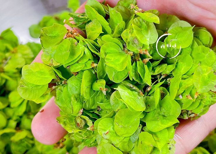 Cây du&nbsp;chủ yếu mọc ở các vùng nông thôn, ở thành phố cũng có nhưng số lượng tương đối ít. Vì thế, giá bán rau du tiền cũng khá cao, gần 40 NDT (130.000 đồng)/200g.&nbsp;
