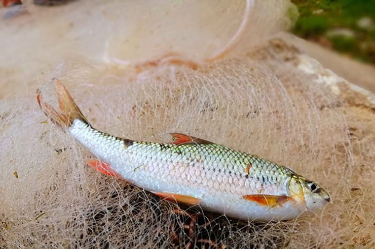Chúng sống thành từng đàn ở khe đá và những nơi nước chảy xiết.&nbsp;
