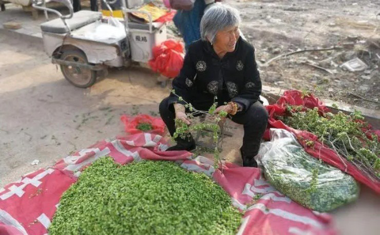 Người dân thường tranh thủ khoảng thời gian này đi hái du tiền về bán bởi thời điểm thu hoạch rau&nbsp;chỉ kéo dài khoảng 7-10 ngày.

