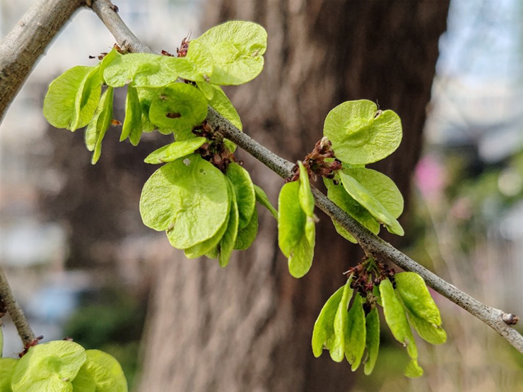 Mùa thu hoạch rau du tiền là vào tháng 3, tháng 4 hằng năm, khi những chuỗi hoa rực rỡ&nbsp;nở bùng khắp nơi. Lúc này, không chỉ hoa mà ngay cả lá non của cây du cũng có thể ăn được.
