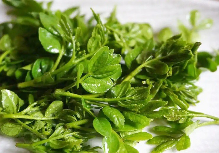 Cây xưa chỉ trồng lấy quả, nay ngắt lá đem bán cũng ra tiền - 3