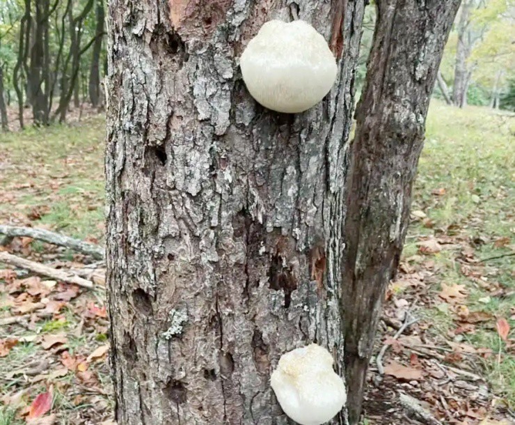 Vài triệu 1kg “thực phẩm của hoàng đế”, ở Việt Nam cũng nuôi trồng được - 3