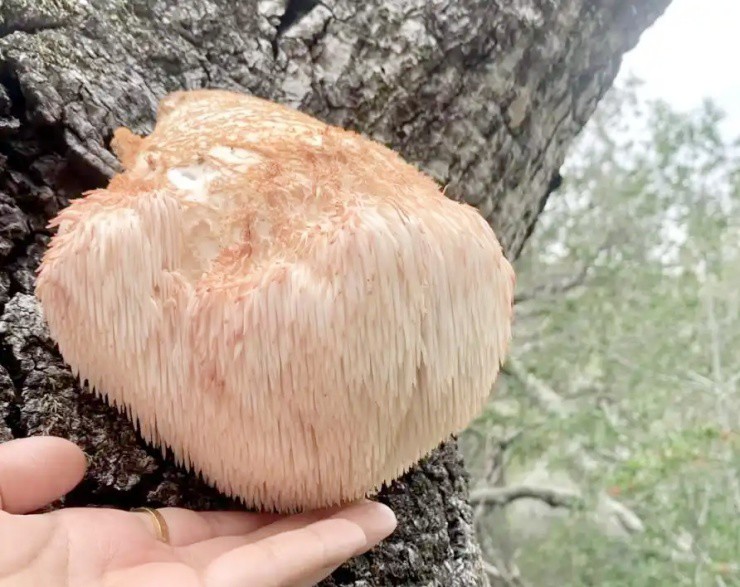 Vài triệu 1kg “thực phẩm của hoàng đế”, ở Việt Nam cũng nuôi trồng được - 2