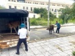 Bò thả rông húc văng cháu bé, chính quyền sở tại nói gì?