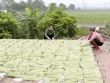 Đặc sản Bắc Ninh trắng, giòn sần sật, chế biến được nhiều món ngon