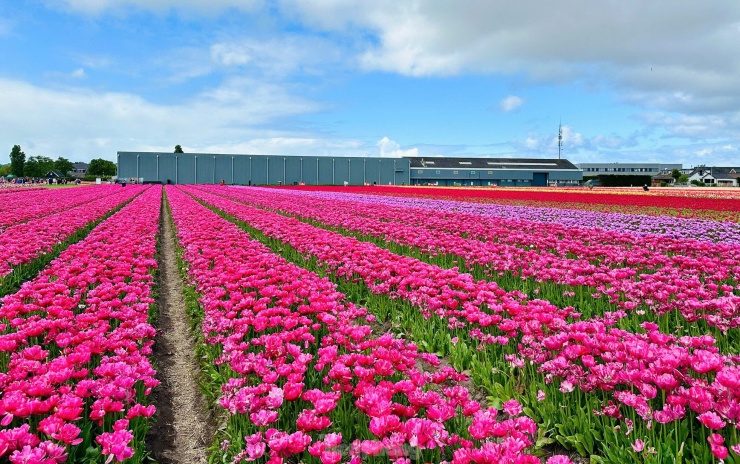 Người Việt lạc lối giữa cánh đồng hoa tulip như cổ tích ở Hà Lan - 12