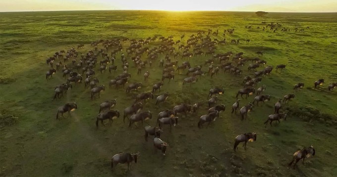 Cuộc đại di cư nổi tiếng của động vật hoang dã ở Tanzania. Ảnh: Serengeti National Park