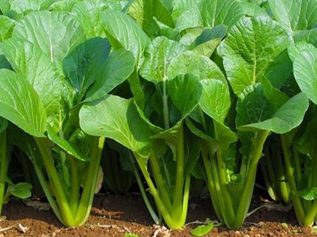 Cách nấu rau cải xanh này đúng chuẩn để không làm mất đi 80% dưỡng chất - 1