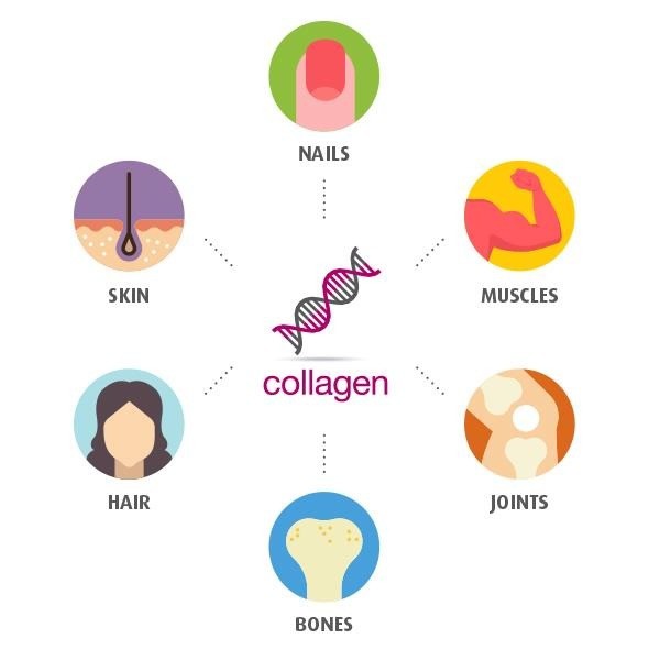 Collagen là chất dinh dưỡng quan trọng đối với cơ thể, làn da, mái tóc.