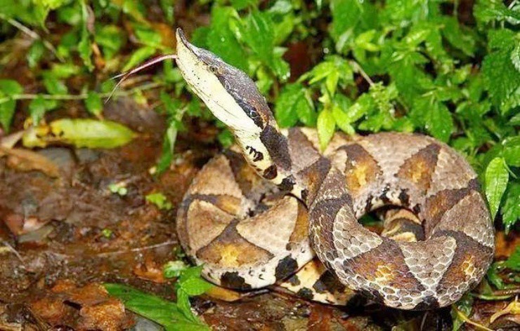 Đối đầu với tử thần để khai thác “vàng” từ loài kịch độc - 2