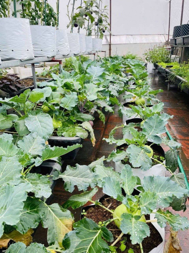 Ông bố 29 tuổi ở Hà Nội làm vườn trồng rau, nuôi cá rộng 200m2 trên sân thượng - 3