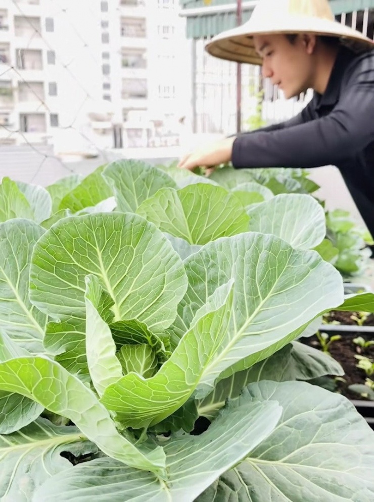 Rau trái tươi tốt trên khu vườn