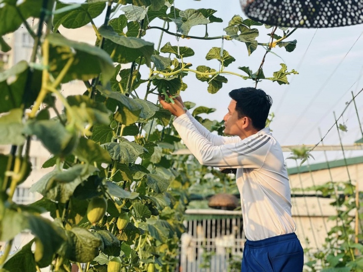 Anh Tiến dành nhiều tâm huyết cho vườn dưa 50 gốc