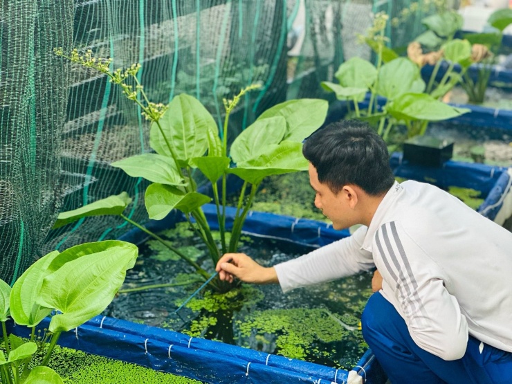 Khu vực nuôi cá cảnh của anh Tiến