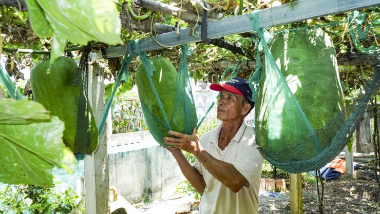 Vì sức nặng của quả bí người dân phải dùng lưới để neo bí trên giàn. Ảnh: Trương Định