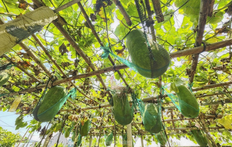 Độc lạ Bình Định: Làng trồng bí đao "khổng lồ", có quả nặng hơn nửa tạ - 3