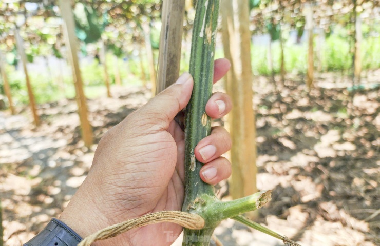 Dây bí đao. Ảnh: Trương Định