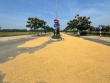 Làm đường 34 tỉ dẫn ra ruộng, dân làm nơi... phơi lúa