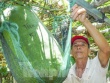 Độc lạ Bình Định: Làng trồng bí đao "khổng lồ", có quả nặng hơn nửa tạ