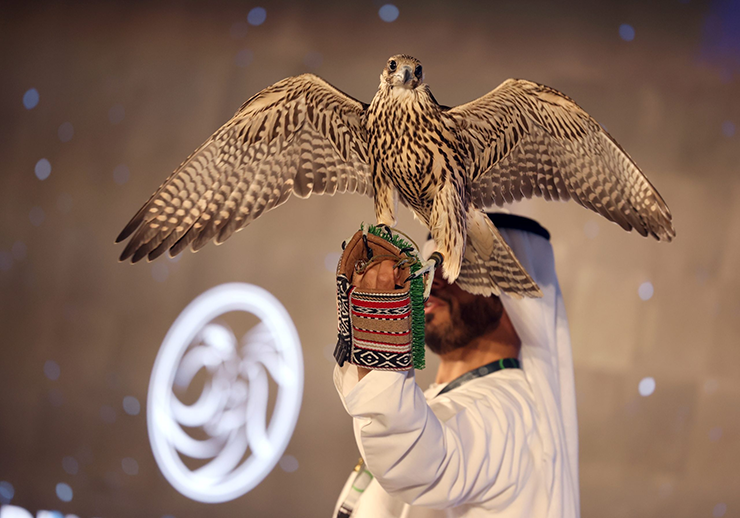 Trên đường phố Dubai, Abu Dhabi hay các nước Trung Đông khác, hình ảnh một chú chim ưng đậu trên vai chủ nhân dạo phố không phải hiếm.
